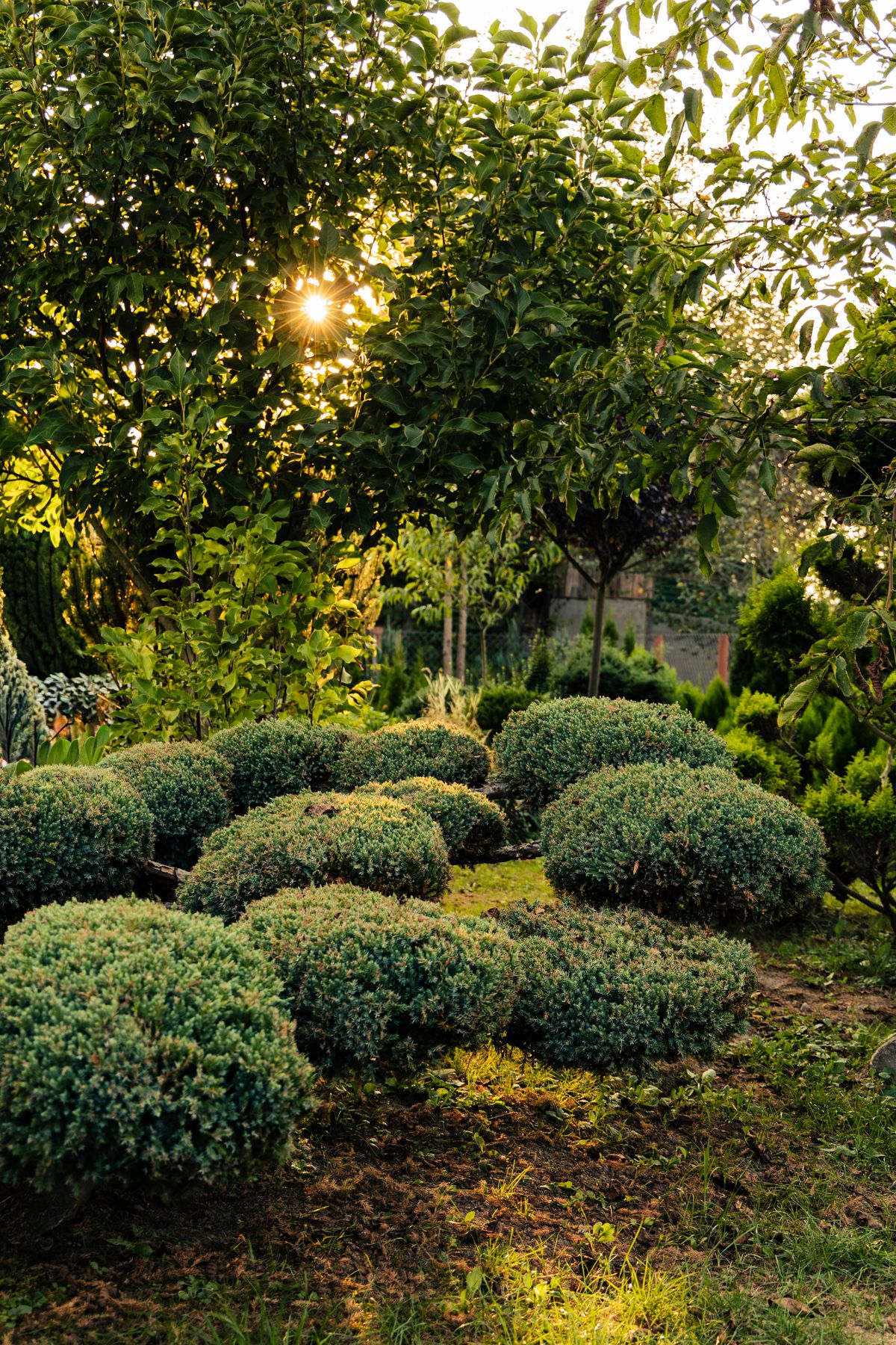 Sunlit backyard with mature trees and shrub plantings