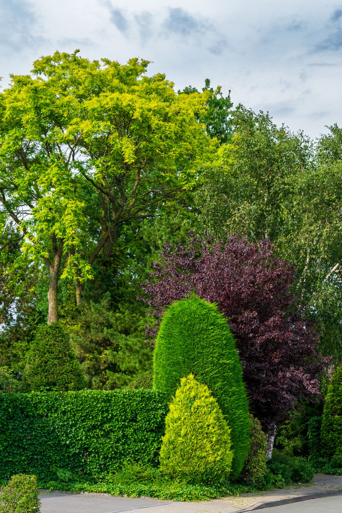 Full landscape design featuring varied trees and shrubs